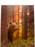 Bear peeking from behind a tree in a forest with a warm, blurred light effect